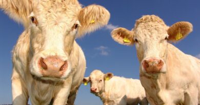 Vaca, Carne,suspenden exportaciones