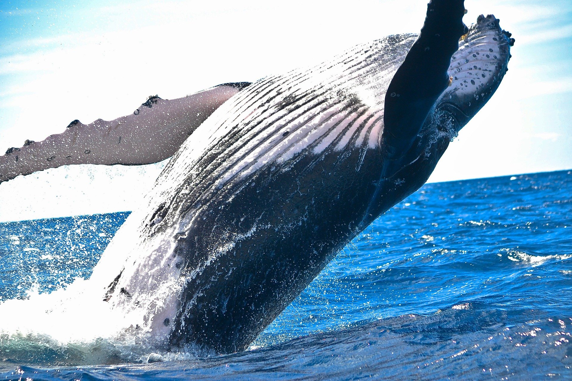 Pixabay-Ballena-whale-, certificación de seguridad para ballenas