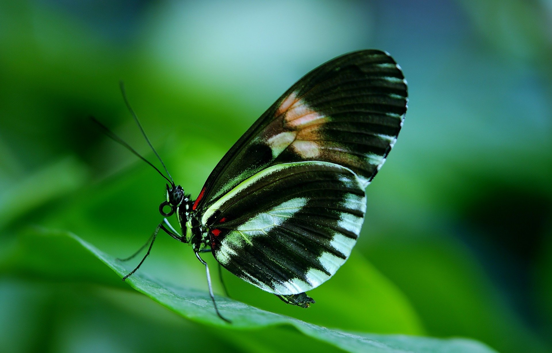 Pixabay-mariposa-butterfly,Ciencia ciudadana campaña a favor de las mariposas