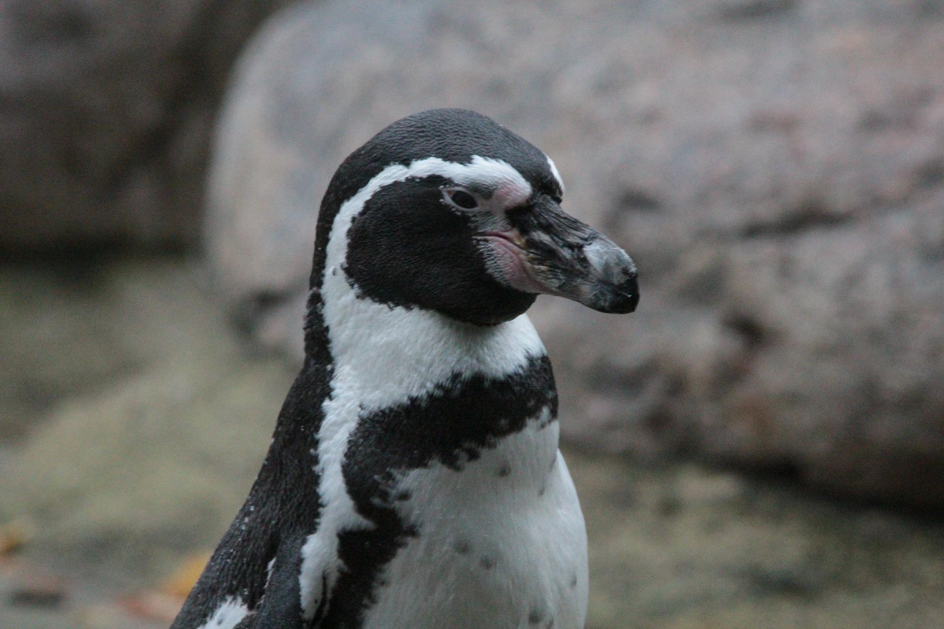 20220428 - Cuidar pinguinos - antartida -humboldt-penguin-420444_1920