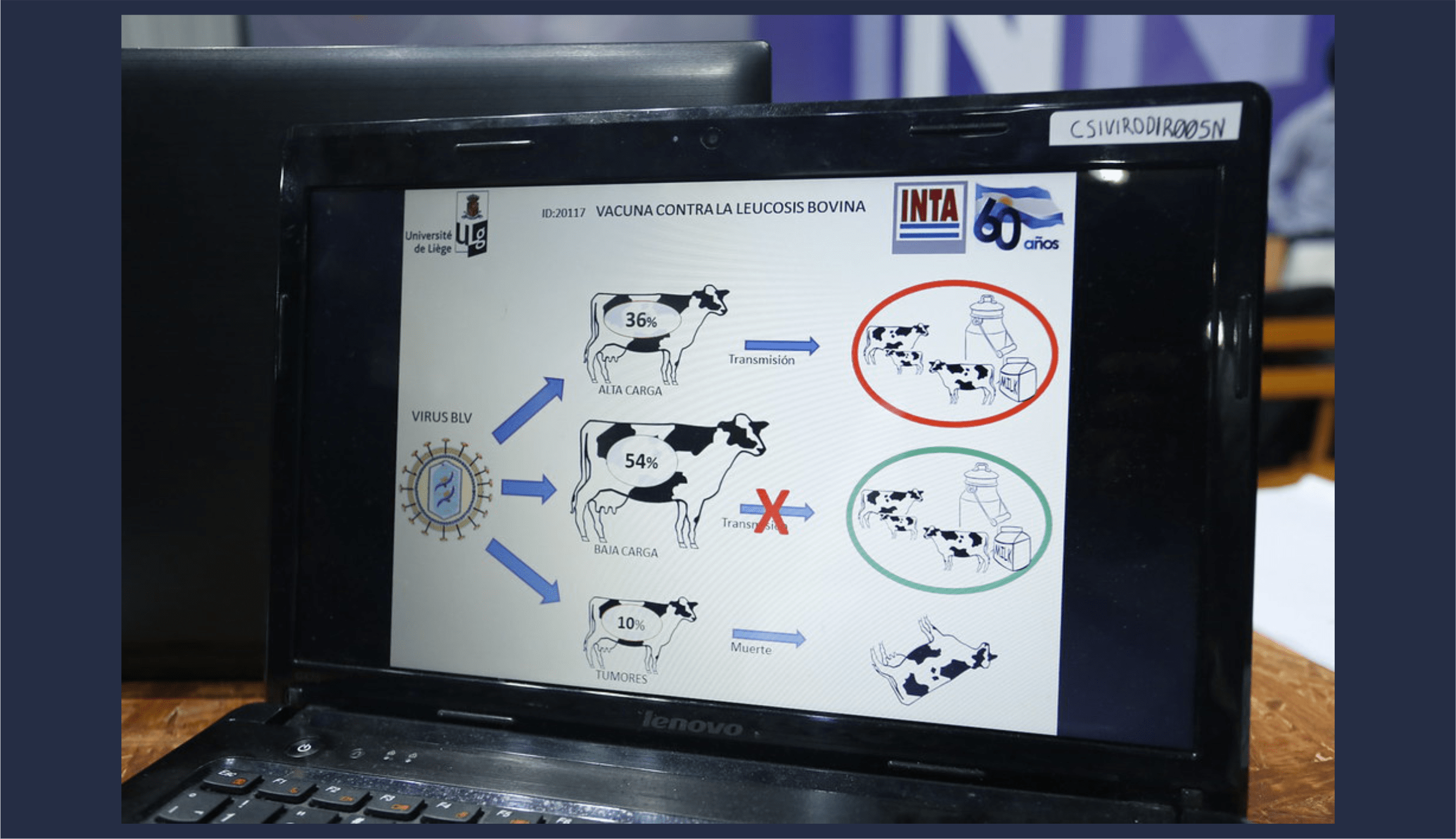 202211 - diseñan cepa para erradicar leucosis bovina CONICET - INTA