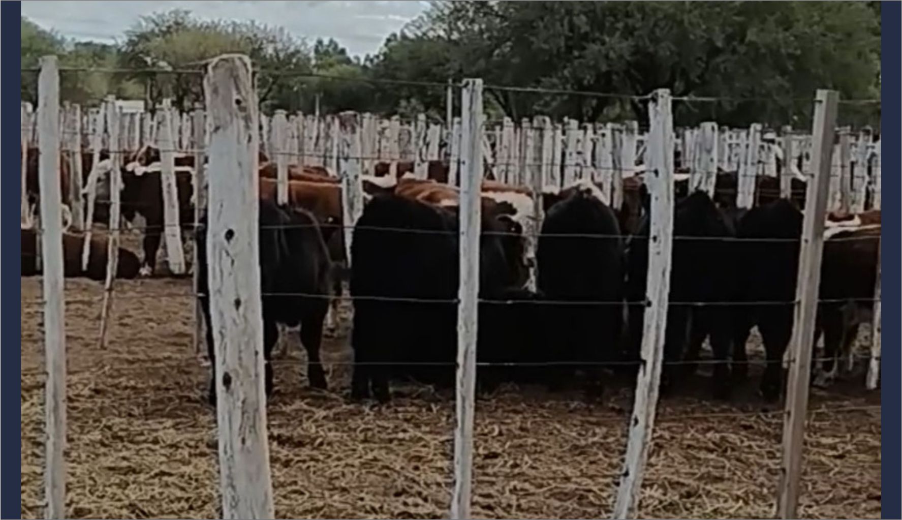 202305 - Vacas- agropecuario - campo- ansl.