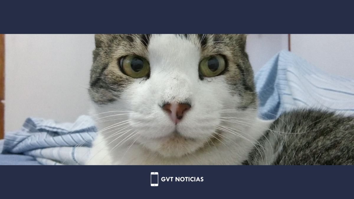 202309 - Portada Wordpress - GVTNoticias - Gato.